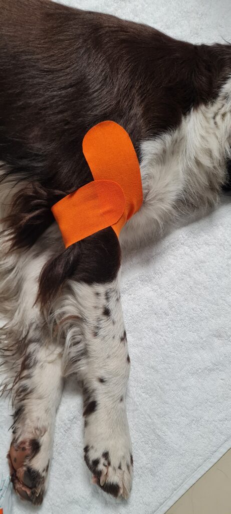 Orangefarbenes Kinesio-Tape am Hundebein