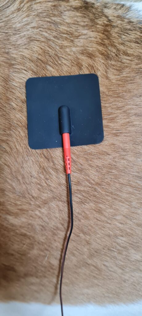 TENS-Elektrode am Fell eines Hundes
