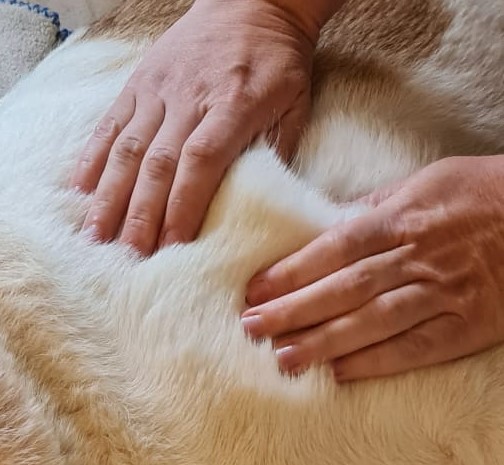 Hände behandeln das Fell eines Hundes