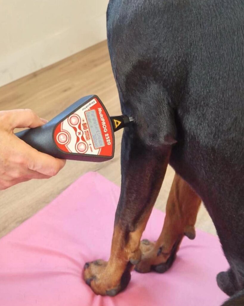 Laserbehandlung am Hinterbein eines Hundes