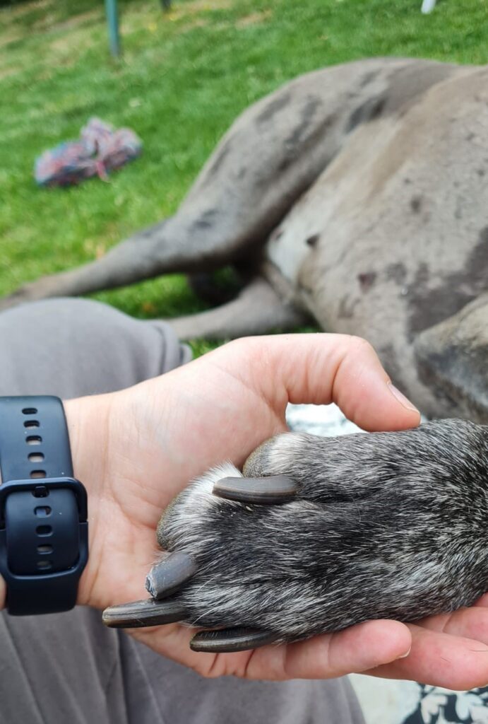 Hand hält eine Hundepfote