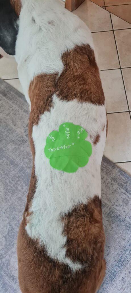 Grünes Kinesio-Tape auf dem Rücken eines Hundes