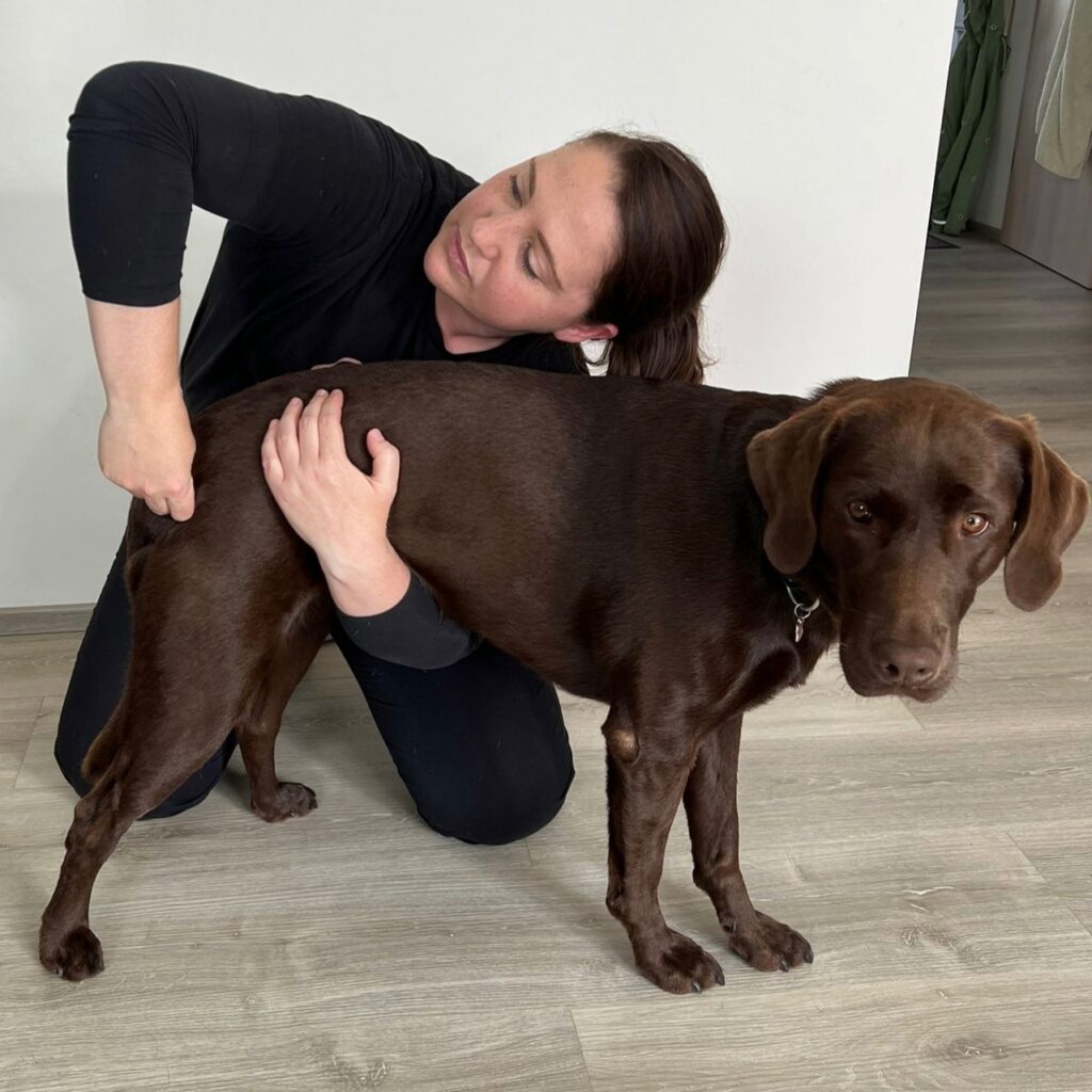 Nina behandelt einen braunen Labrador