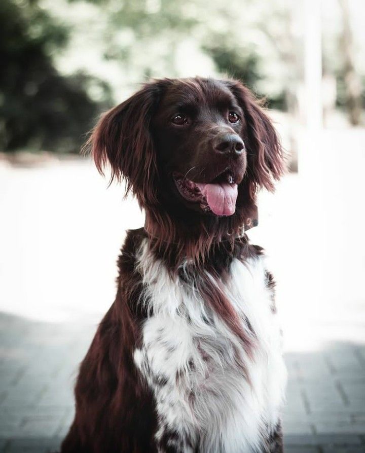 Brauner Spaniel sitzt aufmerksam