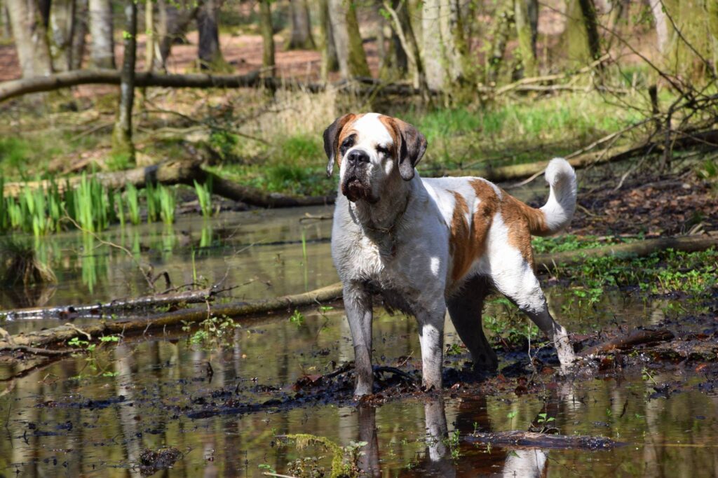 Bernhardiner steht im Wasser