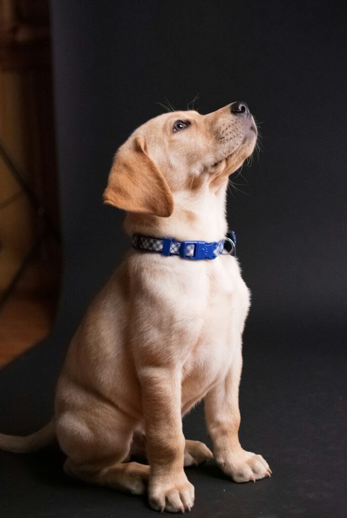 Labrador-Welpe sitzt und schaut nach oben